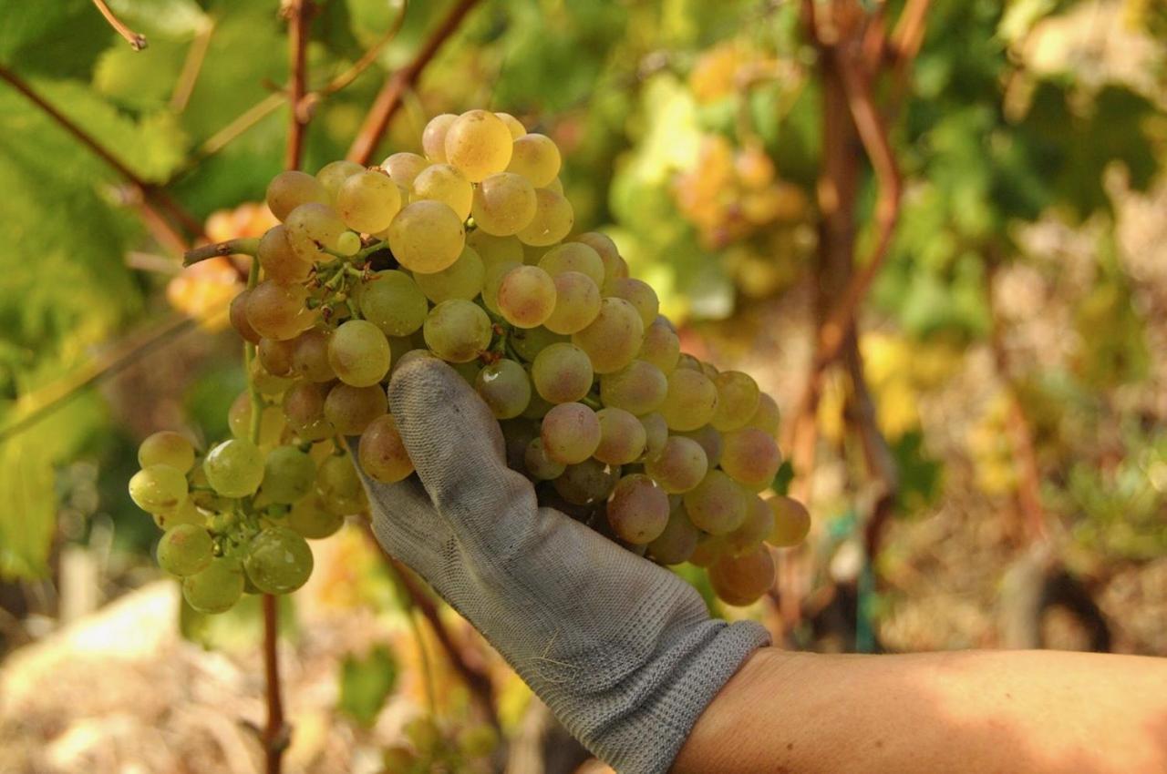La Casa Del Podere Castellaro  Zewnętrze zdjęcie