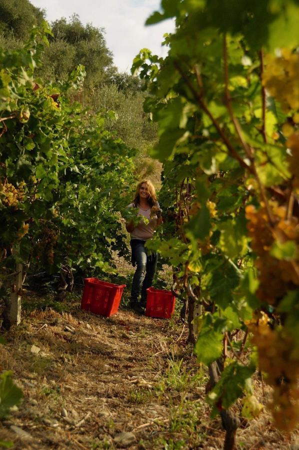 La Casa Del Podere Castellaro  Zewnętrze zdjęcie